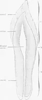 An illustration from Stöhr's histology, arranged upon an embryological basis (1906)
