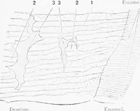An illustration from Stöhr's histology, arranged upon an embryological basis (1906)
