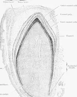 An illustration from Stöhr's histology, arranged upon an embryological basis (1906)