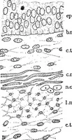 An illustration from Stöhr's histology, arranged upon an embryological basis (1906)