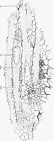 An illustration from Stöhr's histology, arranged upon an embryological basis (1906)