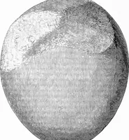 Picture 58 of 98 from Archæological and historical collections relating to Ayrshire & Galloway (1878), leaf 147