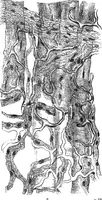 An illustration from How to work with the microscope (1865)