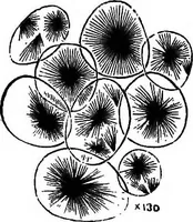 An illustration from How to work with the microscope (1865)