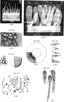 Picture 51 of 86 from How to work with the microscope (1865), leaf 182