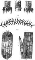 Picture 52 of 86 from How to work with the microscope (1865), leaf 186