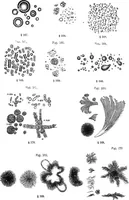 Picture 57 of 86 from How to work with the microscope (1865), leaf 196