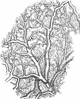 An illustration from How to work with the microscope (1865)