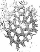 Picture 64 of 86 from How to work with the microscope (1865), leaf 226