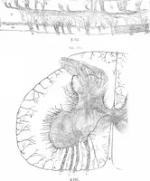An illustration from How to work with the microscope (1865)