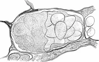 An illustration from How to work with the microscope (1865)