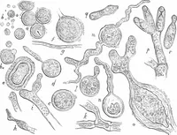 An illustration from How to work with the microscope (1865)