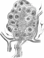 Picture 84 of 86 from How to work with the microscope (1865), leaf 372