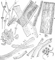 An illustration from How to work with the microscope (1865)