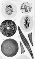An illustration from How to work with the microscope (1865)