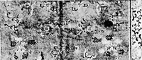 An illustration from The Tiffany studios collection of notable antique oriental rugs (1906)