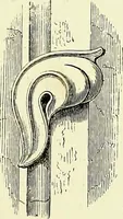 An illustration from A glossary of terms used in Grecian, Roman, Italian, and Gothic architecture (1845)
