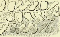 An illustration from A glossary of terms used in Grecian, Roman, Italian, and Gothic architecture (1845)