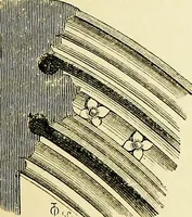 An illustration from A glossary of terms used in Grecian, Roman, Italian, and Gothic architecture (1845)
