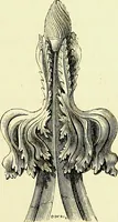 An illustration from A glossary of terms used in Grecian, Roman, Italian, and Gothic architecture (1845)