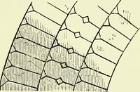 An illustration from A glossary of terms used in Grecian, Roman, Italian, and Gothic architecture (1845)
