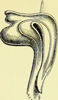 An illustration from A glossary of terms used in Grecian, Roman, Italian, and Gothic architecture (1845)