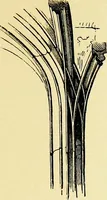 An illustration from A glossary of terms used in Grecian, Roman, Italian, and Gothic architecture (1845)