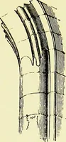 An illustration from A glossary of terms used in Grecian, Roman, Italian, and Gothic architecture (1845)
