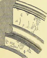 An illustration from A glossary of terms used in Grecian, Roman, Italian, and Gothic architecture (1845)