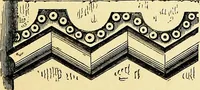 An illustration from A glossary of terms used in Grecian, Roman, Italian, and Gothic architecture (1845)