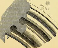 An illustration from A glossary of terms used in Grecian, Roman, Italian, and Gothic architecture (1845)