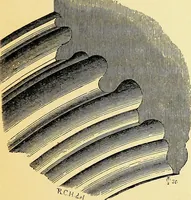 An illustration from A glossary of terms used in Grecian, Roman, Italian, and Gothic architecture (1845)