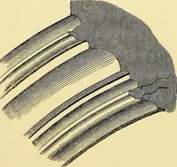 An illustration from A glossary of terms used in Grecian, Roman, Italian, and Gothic architecture (1845)
