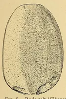 Picture 1 of 18 from Cuba before Columbus (1921), leaf 105
