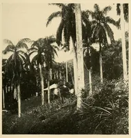 An illustration from Cuba before Columbus (1921)