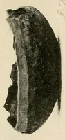 An illustration from Cuba before Columbus (1921)
