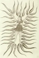 Picture 26 of 42 from Cults, customs and superstitions of India. Rev. and enl. ed. With illus. from photographs and from drawings by William Campbell Oman (1908), leaf 272