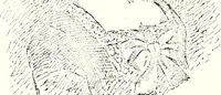An illustration from The curio : an illustrated monthly magazine (1887)