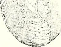 An illustration from The curio : an illustrated monthly magazine (1887)