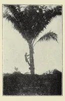 An illustration from The curse of Central Africa (1903)