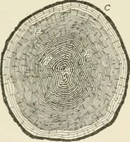 An illustration from Cyclopedia of architecture, carpentry, and building : a general reference work (1912)