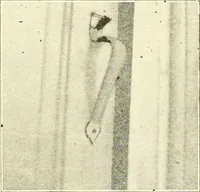 Picture 169 of 206 from Cyclopedia of architecture, carpentry, and building : a general reference work (1912), leaf 396