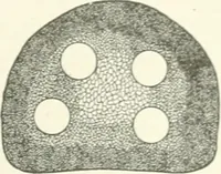 An illustration from Cyclopedia of mechanical engineering; a general reference work. Editor-in-chief Howard Monroe Raymond. Assisted by a corps of mechanical engineers, technical experts, and designers of the highest professional standing (1908)