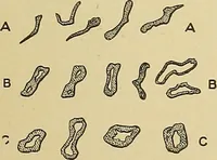 An illustration from Cyclopedia of textile work; a general reference library on cotton, woolen and worsted yarn manufacture, weaving, designing, chemistry and dyeing, finishing, knitting, and allied subjects (1911)
