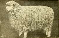 Picture 2 of 171 from Cyclopedia of textile work : a general reference library on cotton, woollen and worsted yarn manufacture, weaving, designing, chemistry and dyeing, finishing, knitting, and allied subjects (1907), leaf 20