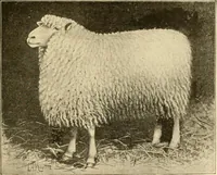 Picture 3 of 171 from Cyclopedia of textile work : a general reference library on cotton, woollen and worsted yarn manufacture, weaving, designing, chemistry and dyeing, finishing, knitting, and allied subjects (1907), leaf 21