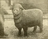 Picture 4 of 171 from Cyclopedia of textile work : a general reference library on cotton, woollen and worsted yarn manufacture, weaving, designing, chemistry and dyeing, finishing, knitting, and allied subjects (1907), leaf 23
