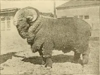 Picture 5 of 171 from Cyclopedia of textile work : a general reference library on cotton, woollen and worsted yarn manufacture, weaving, designing, chemistry and dyeing, finishing, knitting, and allied subjects (1907), leaf 25
