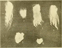 Picture 7 of 171 from Cyclopedia of textile work : a general reference library on cotton, woollen and worsted yarn manufacture, weaving, designing, chemistry and dyeing, finishing, knitting, and allied subjects (1907), leaf 28