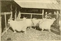 An illustration from Cyclopedia of textile work : a general reference library on cotton, woollen and worsted yarn manufacture, weaving, designing, chemistry and dyeing, finishing, knitting, and allied subjects (1907)
